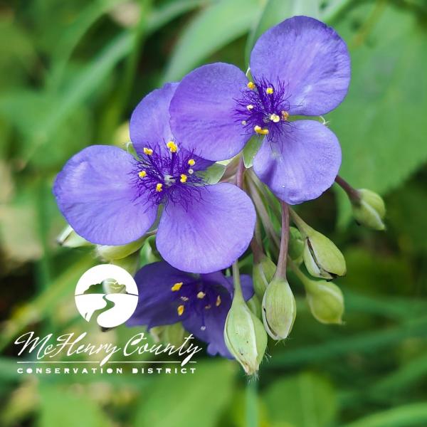 Image for event: Spring Wildflowers of McHenry County - RO